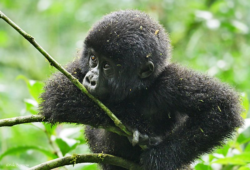 Uganda-gorilla tracking from Kigali