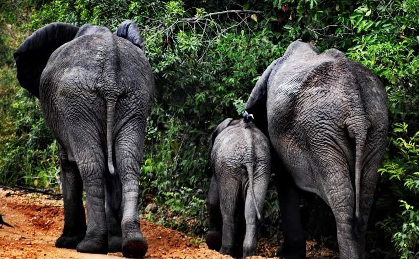 Wildlife Game Drives and Boat Safaris in Uganda