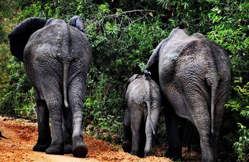 Wildlife Game Drives and Boat Safaris in Uganda