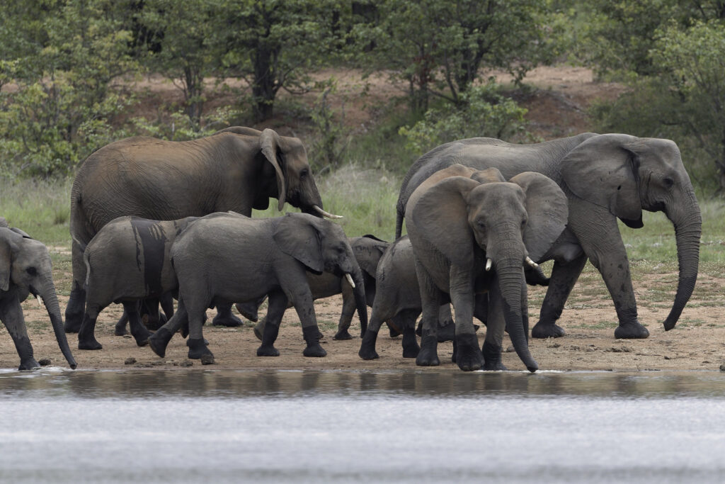 03 Days Queen Elizabeth Safari