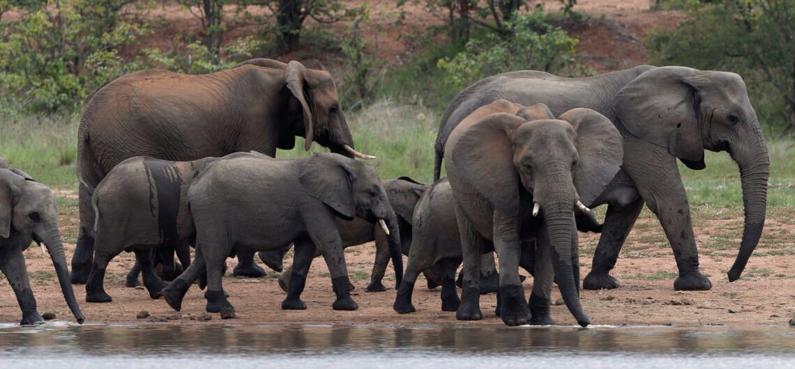 03 Days Queen Elizabeth Safari