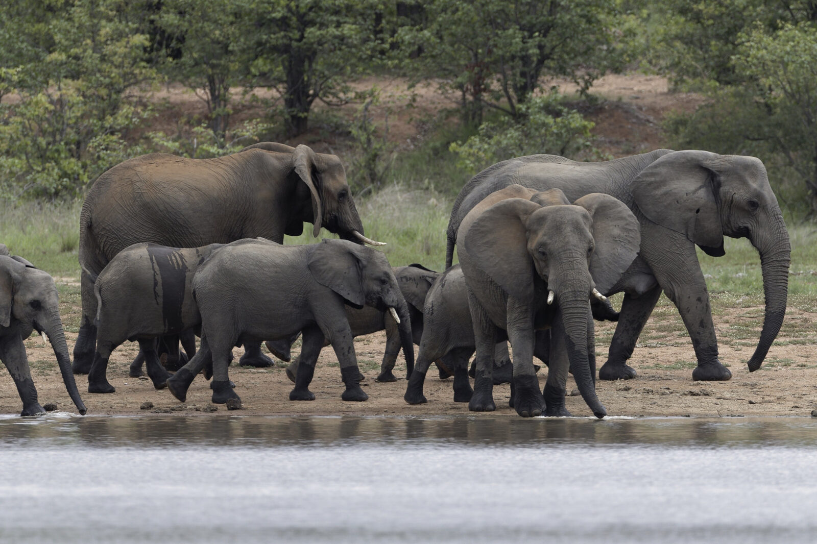 03 Days Queen Elizabeth Safari