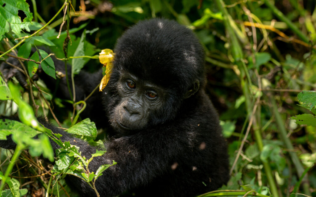 10 days Uganda gorilla trip