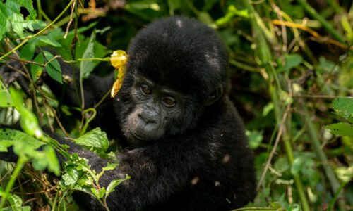 10 days Uganda gorilla trip