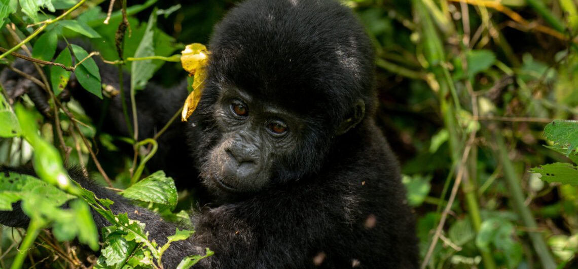 10 days Uganda gorilla trip