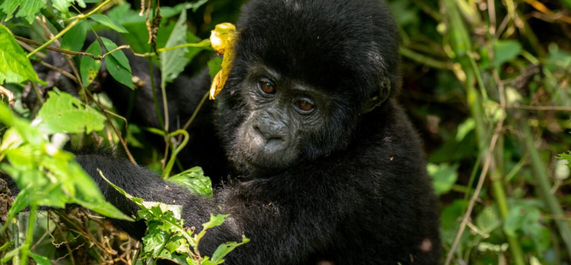 14-Day Uganda Gorilla Safari