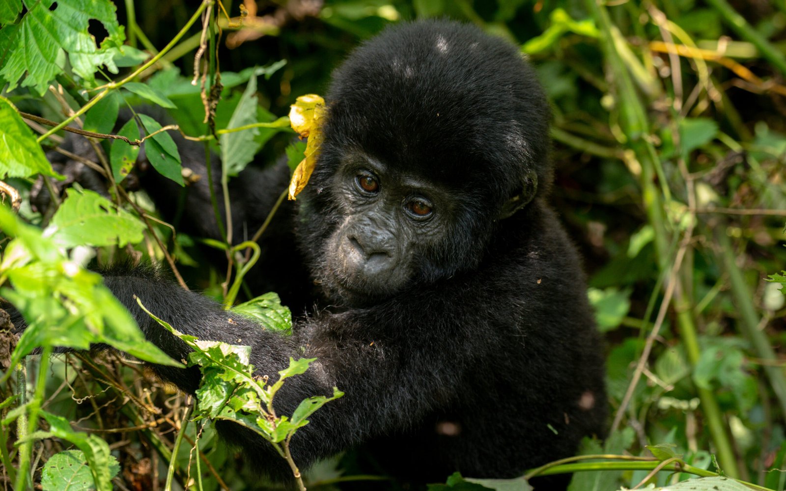 14-Day Uganda Gorilla Safari