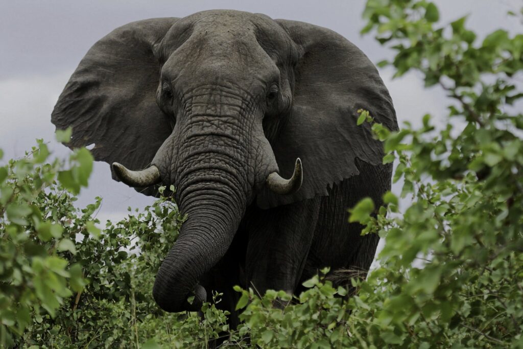 18-day Uganda Adventure Safari