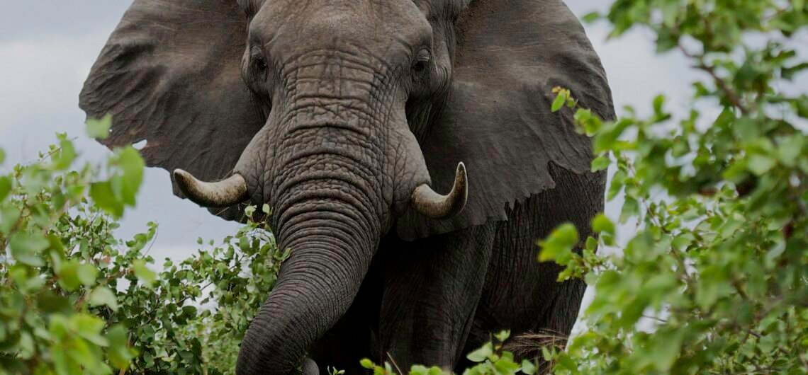 18-day Uganda Adventure Safari