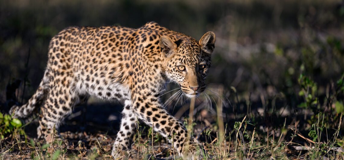 23 Days Best of Uganda Safari