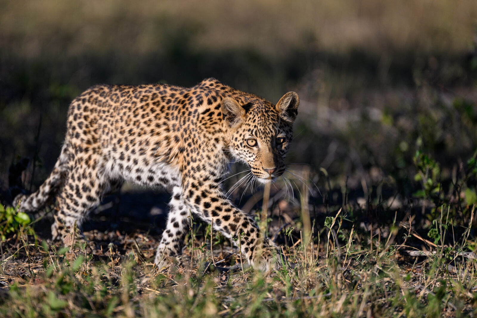 23 Days Best of Uganda Safari