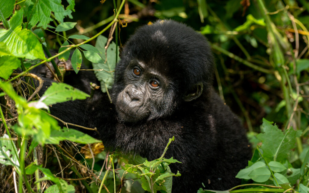 7-day Best Gorilla Trekking Safari
