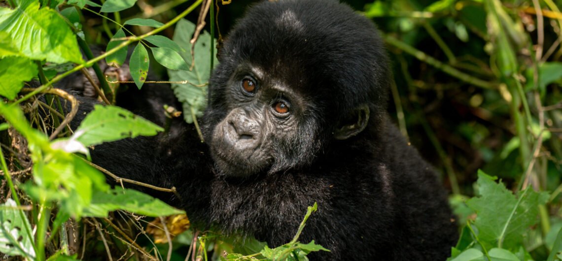7-day Best Gorilla Trekking Safari