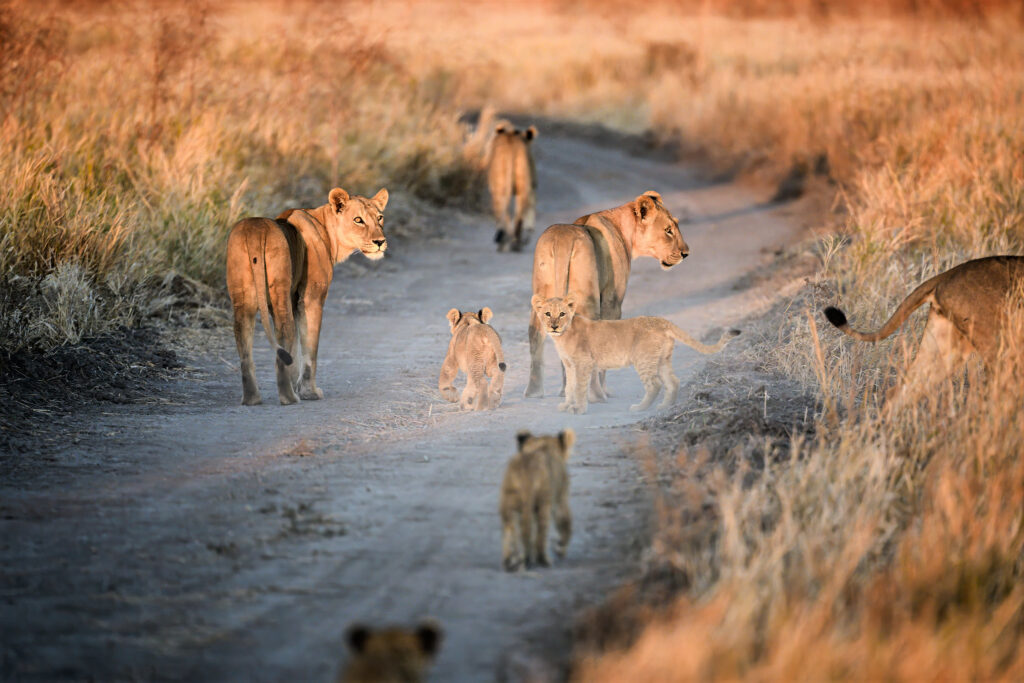 8Days Uganda primates and wildlife