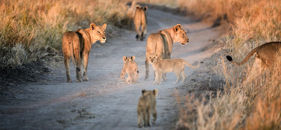 8Days Uganda primates and wildlife