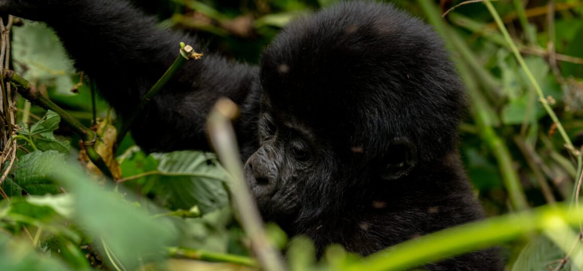 A Mountain gorilla Quest into the jungles of Bwindi