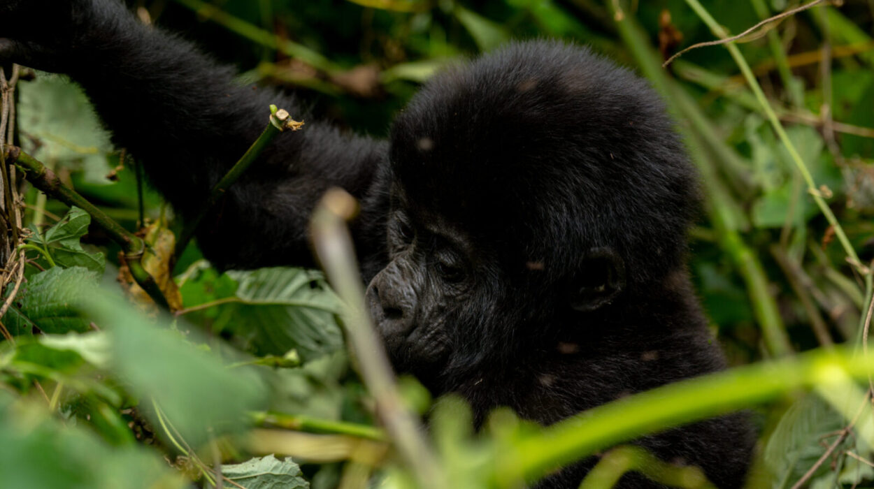 A Mountain gorilla Quest into the jungles of Bwindi