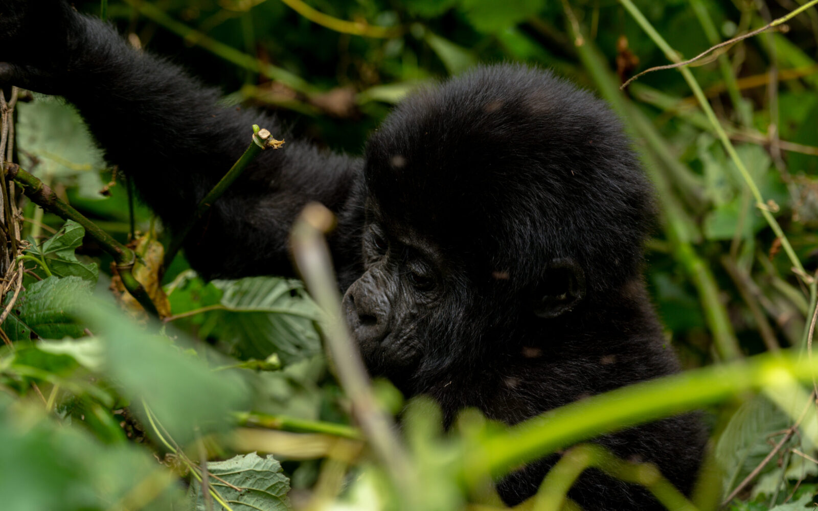 A Mountain gorilla Quest into the jungles of Bwindi