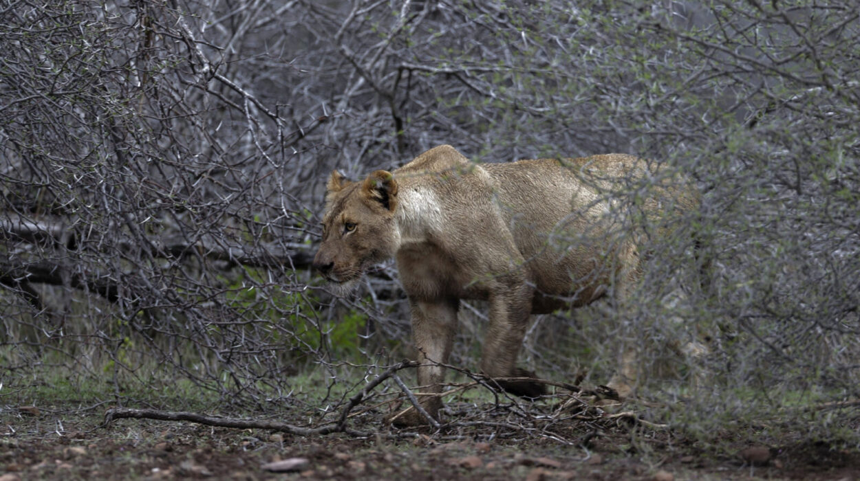 African Destinations with Unforgettable Adventure