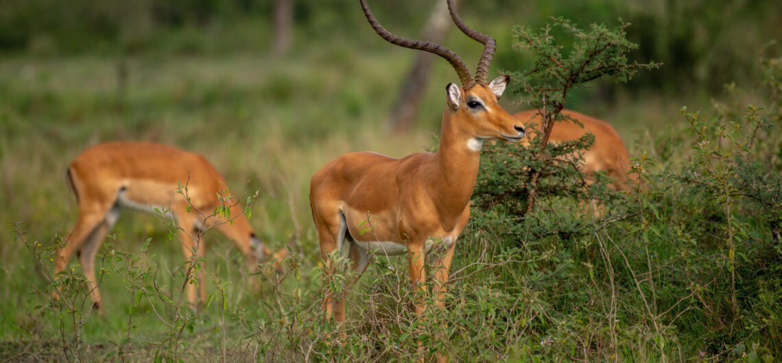 Antelopes in Murchison Falls