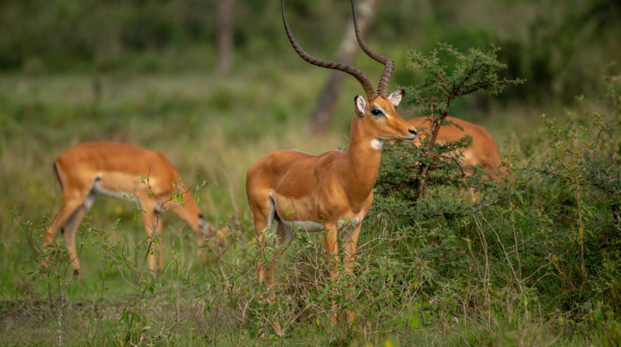 Antelopes in Murchison Falls