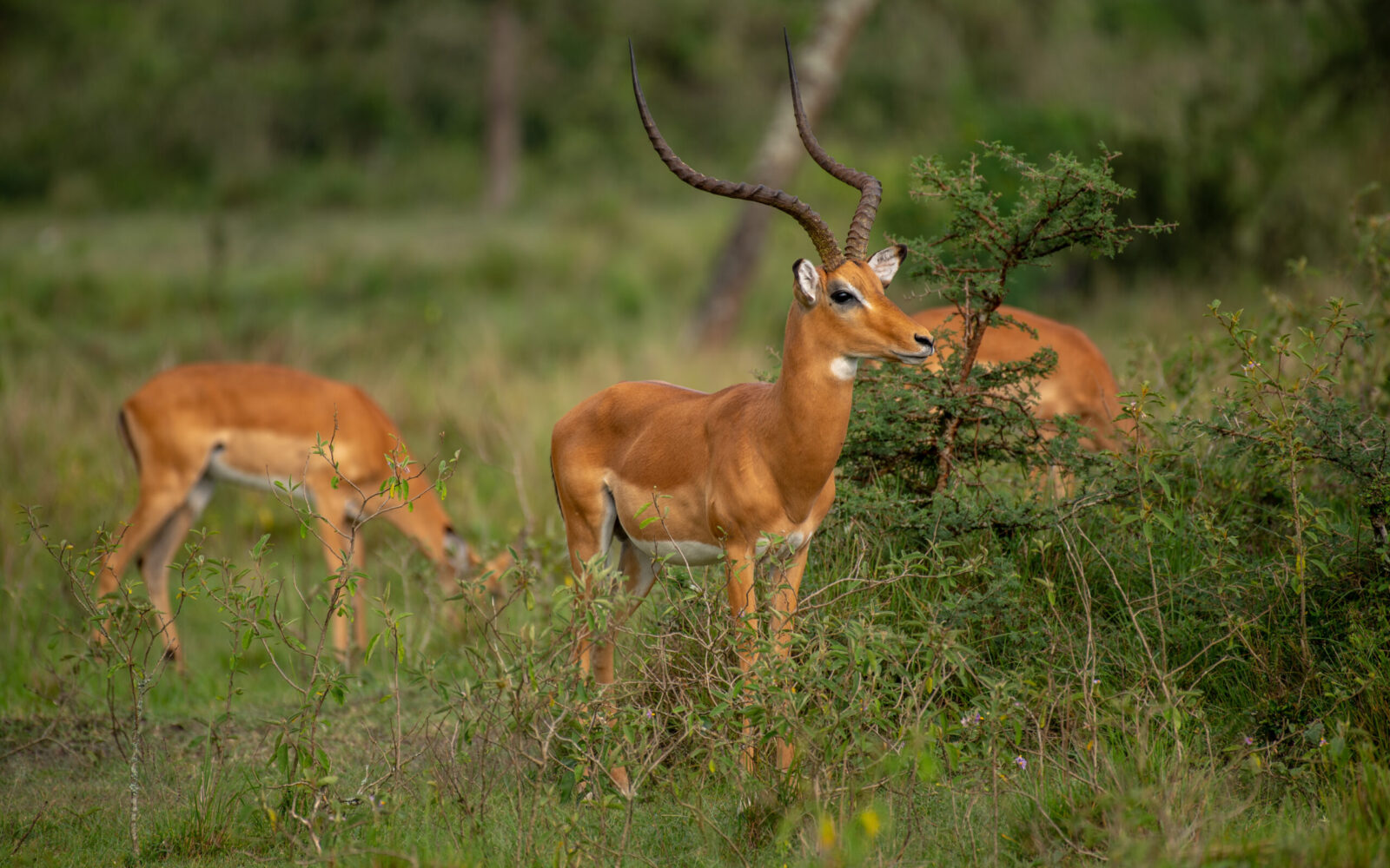 Antelopes in Murchison Falls