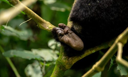 Best of Uganda primates trekking