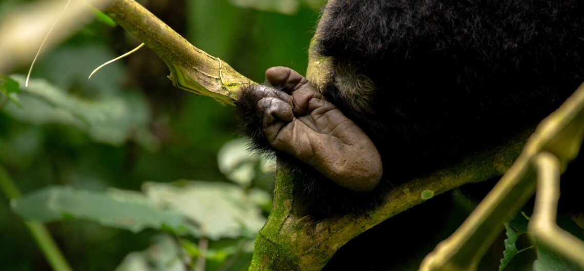 Best of Uganda primates trekking