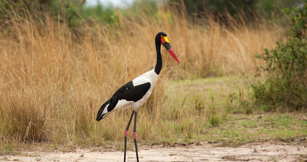 Bird Watching in Murchison Falls National Park