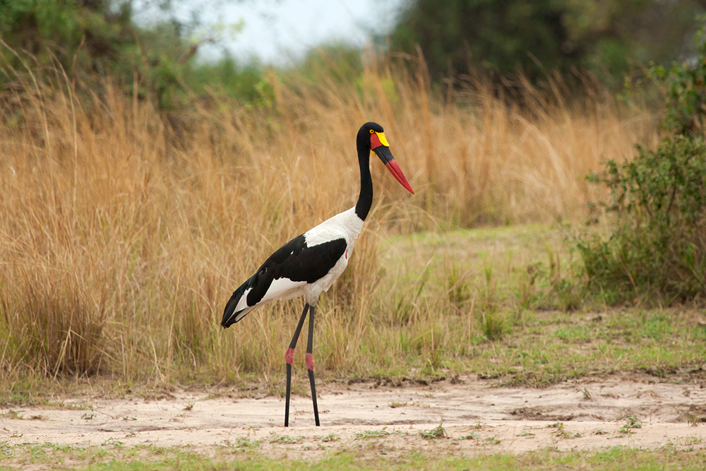Bird Watching in Murchison Falls National Park