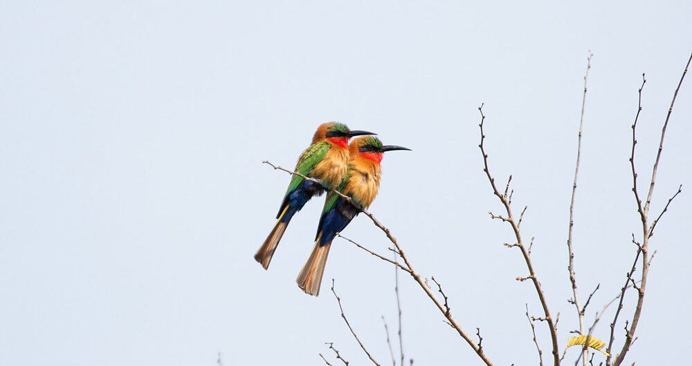 Birding Budongo Royal Mile
