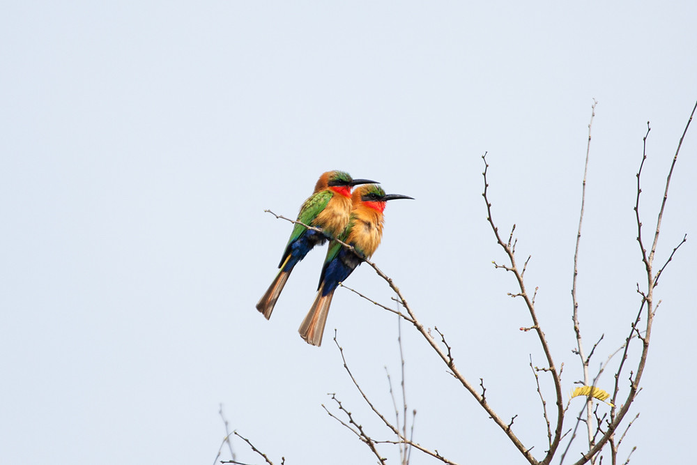 Birding Budongo Royal Mile