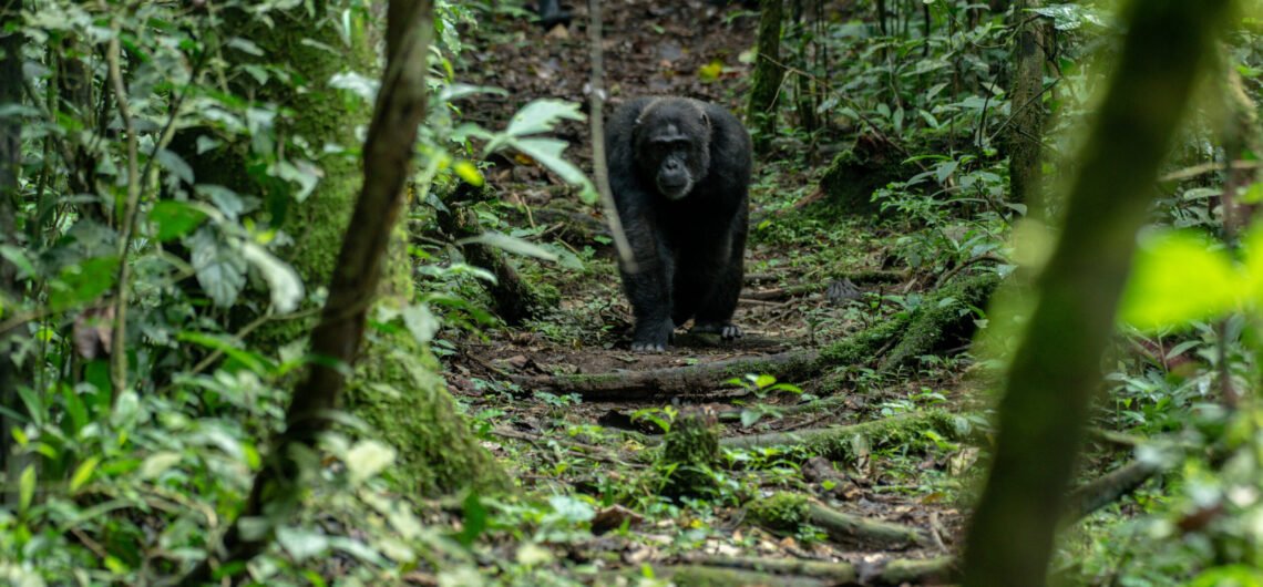 Chimpanzee Tracking in Nyungwe Rwanda