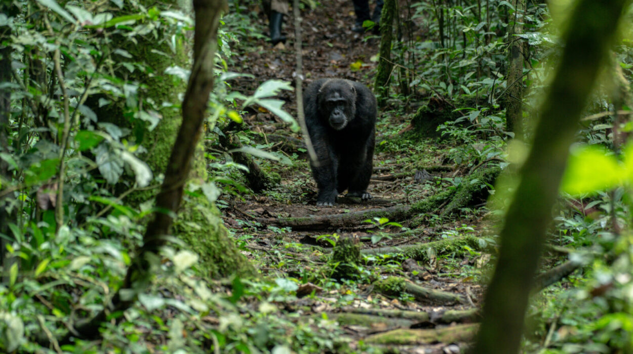 Chimpanzee Tracking in Nyungwe Rwanda