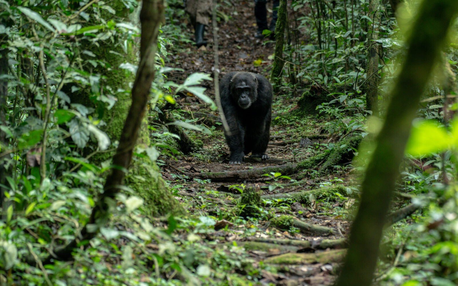 Chimpanzee Tracking in Nyungwe Rwanda