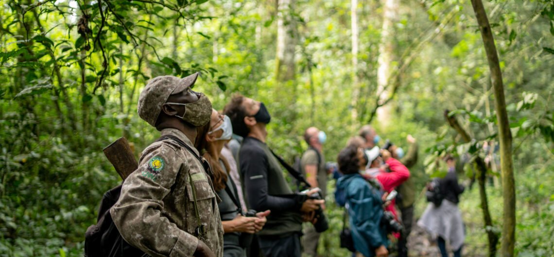 Chimpanzee Trekking in Budongo Forest