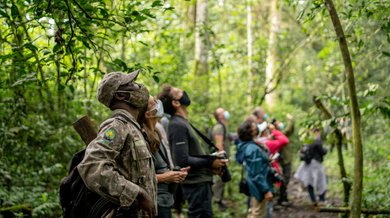 Chimpanzee Trekking in Budongo Forest