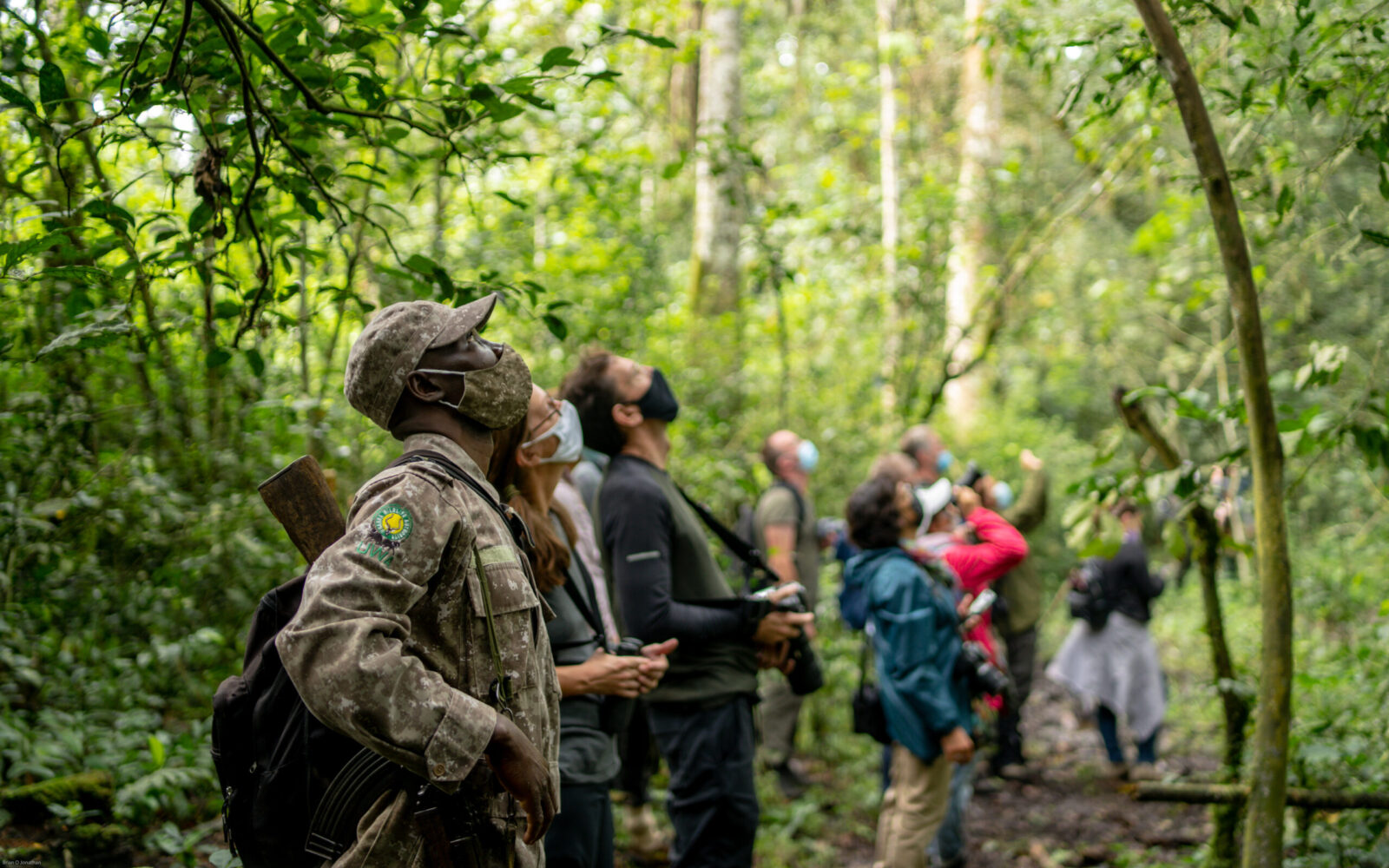 Chimpanzee Trekking in Budongo Forest