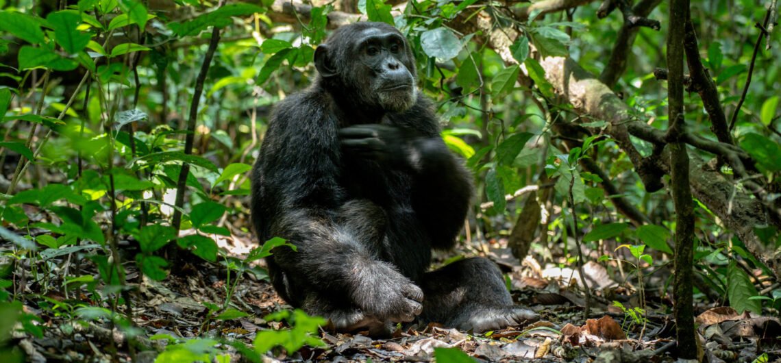 Chimpanzee Vs. Gorillas