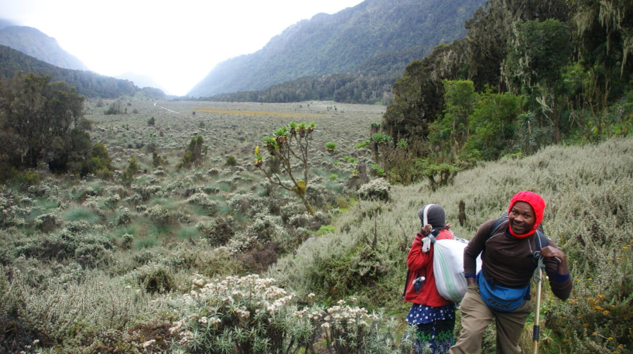Climbing the Rwenzori Mountains