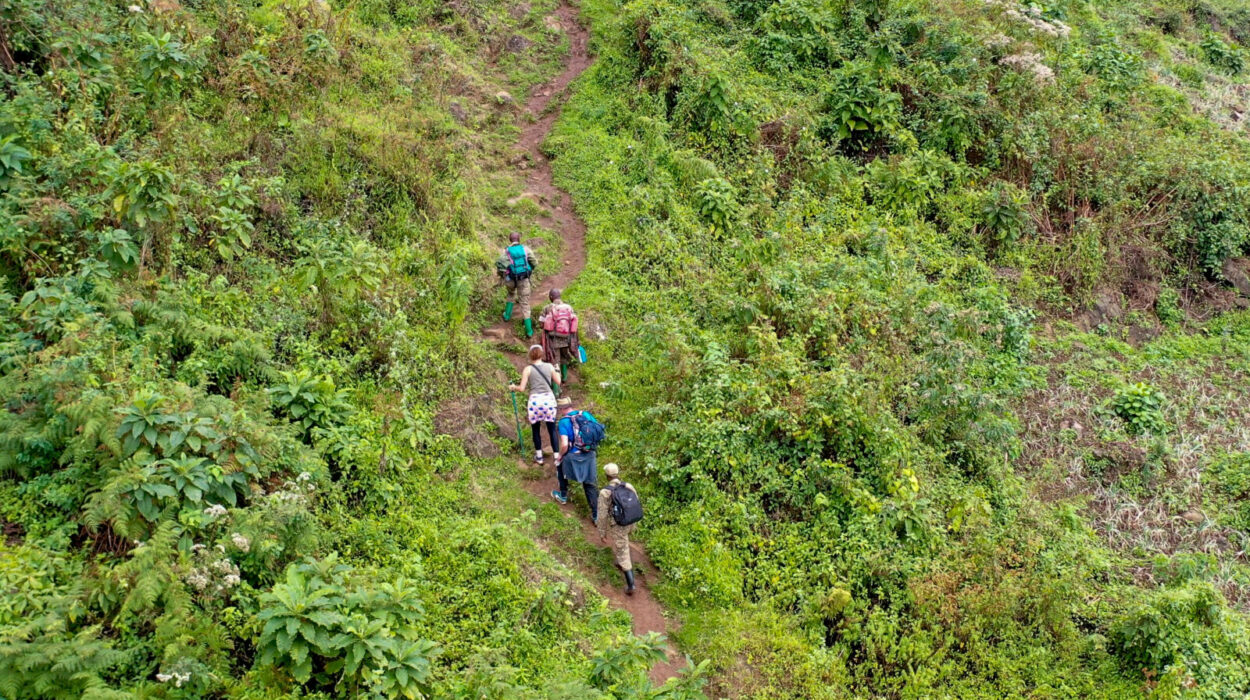 Conquering the Rwenzori mountains