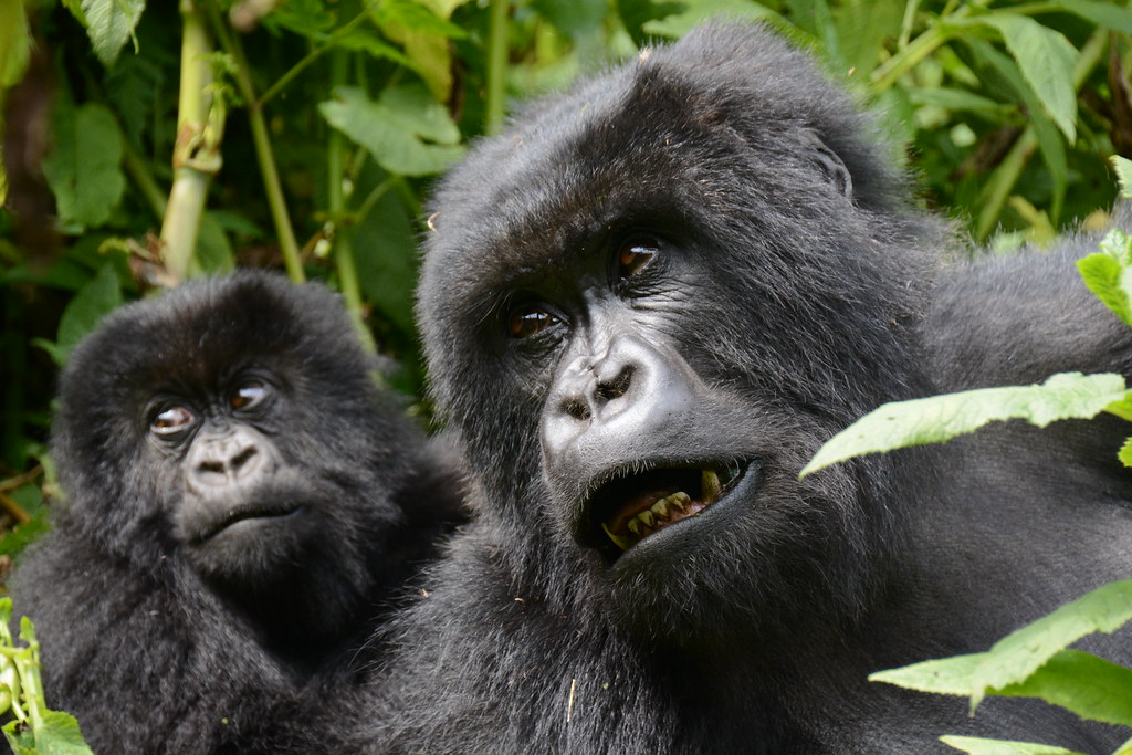 Essentials for gorilla trekking in Uganda and Rwanda