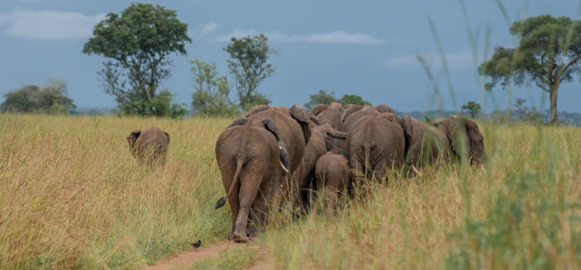 Family Safari to Murchison Falls