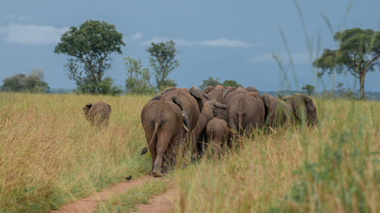 Family Safari to Murchison Falls