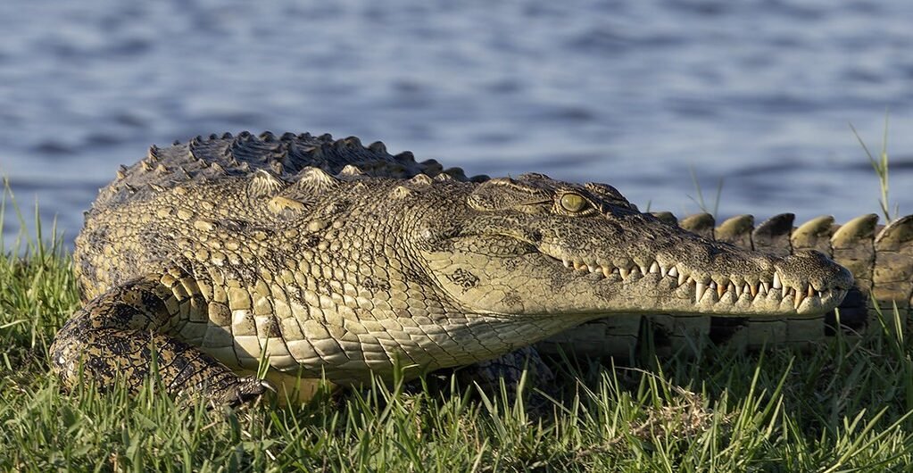 Filming Nile Crocodiles in Murchison