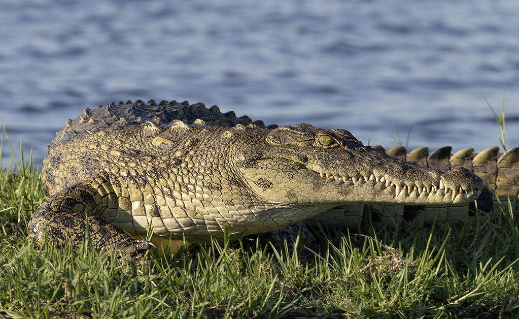 Filming Nile Crocodiles in Murchison
