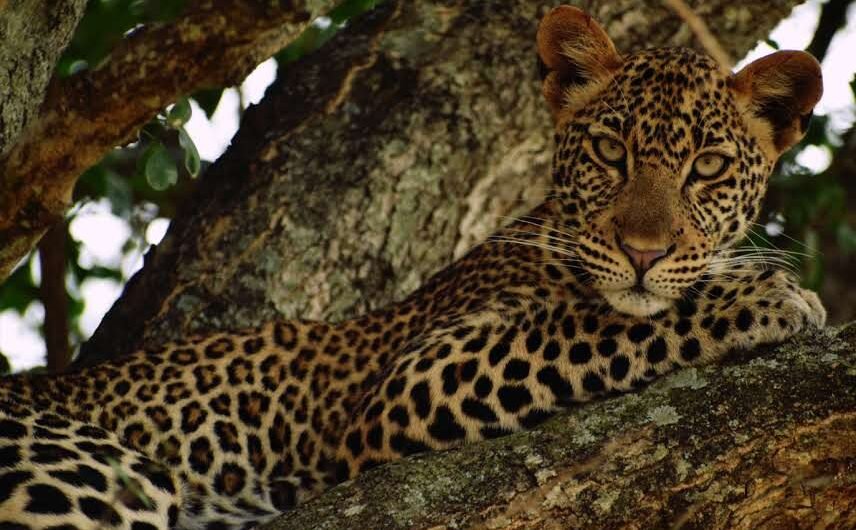Filming in Murchison Falls