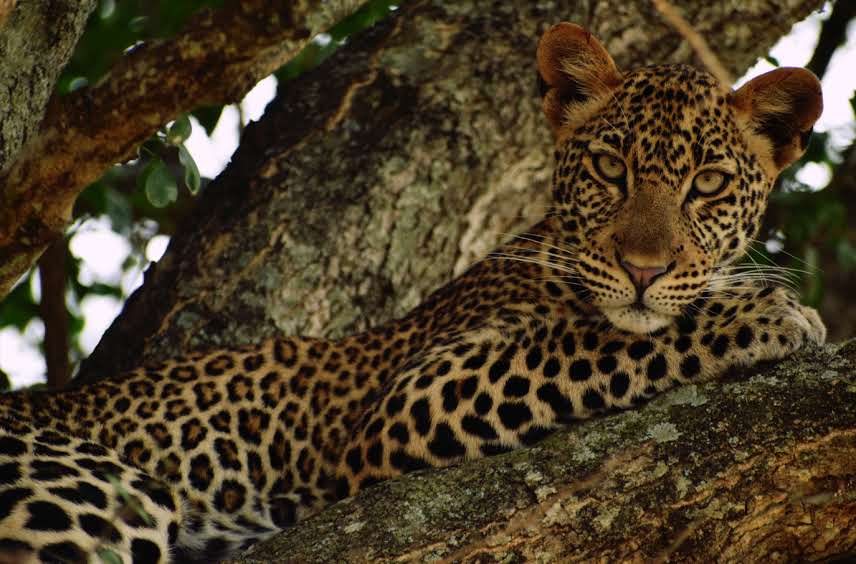 Filming in Murchison Falls