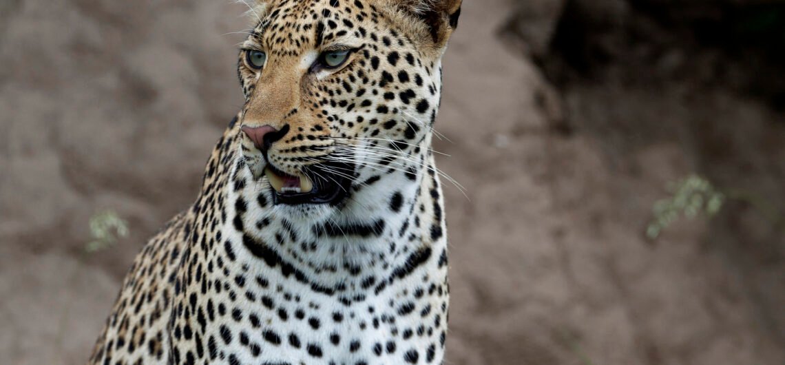 Game Drives in Murchison Falls