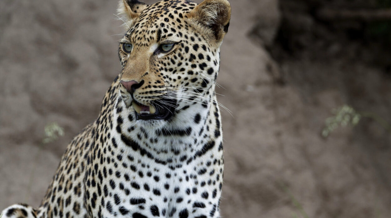 Game Drives in Murchison Falls